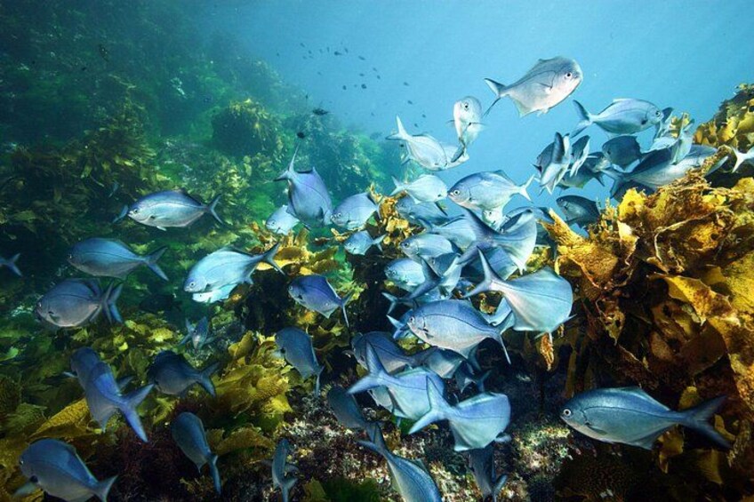 Full-Day Scuba Dive Charter to Hen Island 1