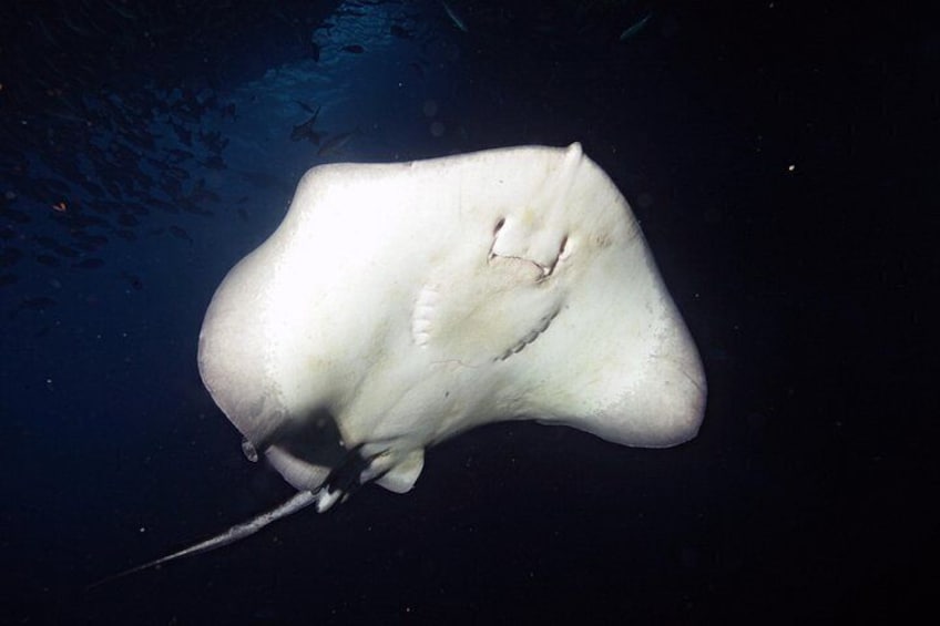 Full-Day Scuba Dive Charter to Hen Island 2
