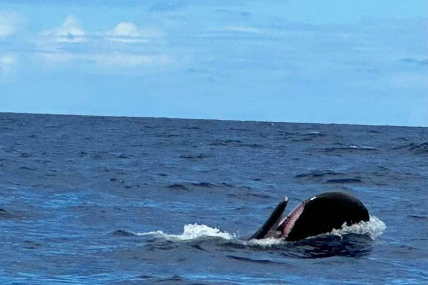 Private Whale and Dolphin Whale Watching Boat Tour 2