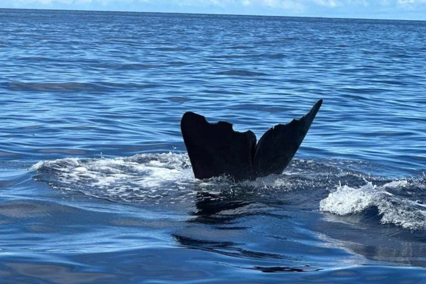 Private Whale and Dolphin Whale Watching Boat Tour 5