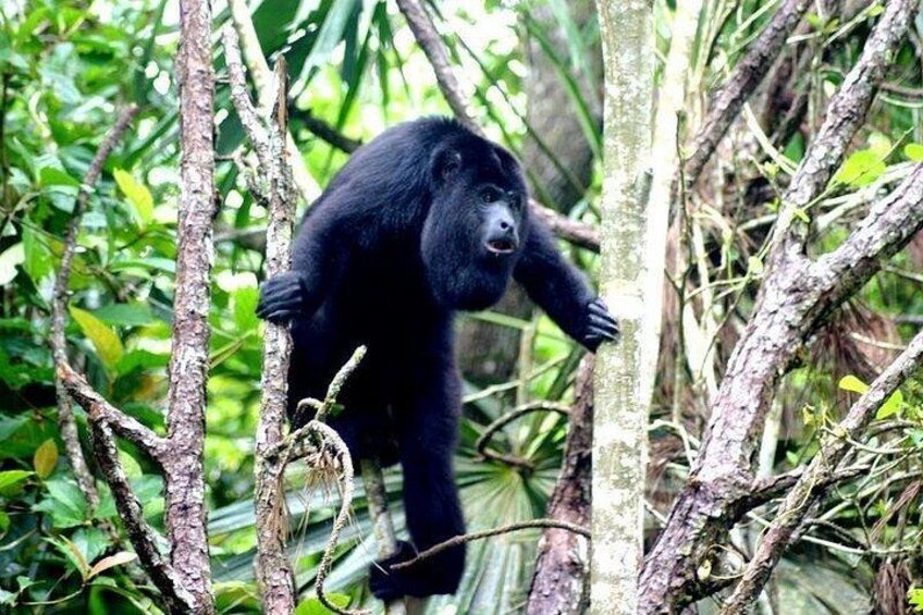 A gorilla in a dense forest with thick vegetation and tree trunks. 1