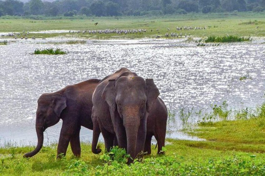 Lunugamvehera National Park Private Safari 5