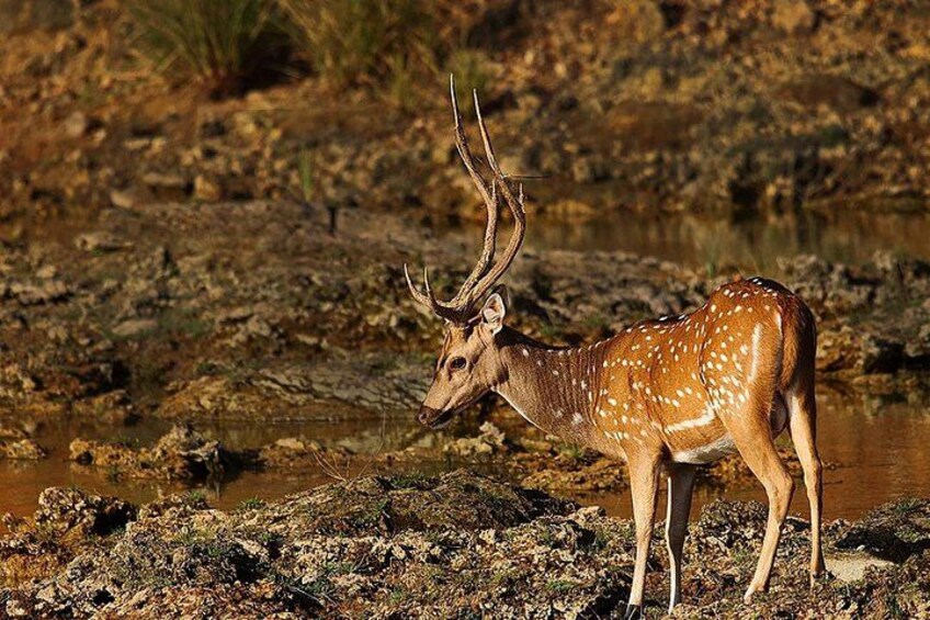 Lunugamvehera National Park Private Safari 2