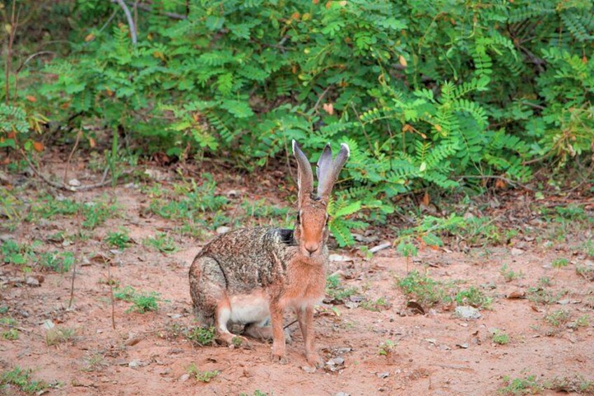 Lunugamvehera National Park Private Safari 3
