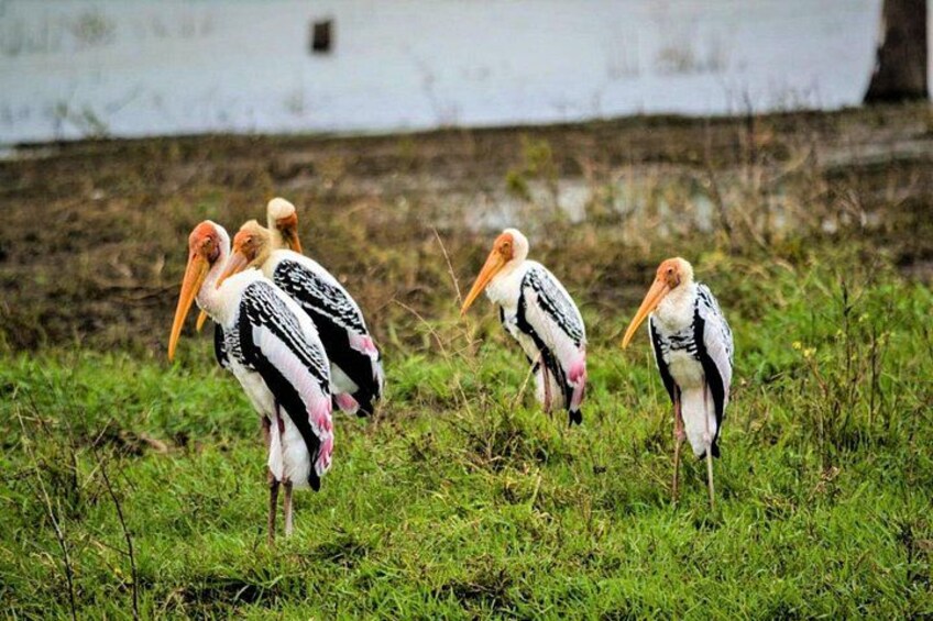 Lunugamvehera National Park Private Safari 4