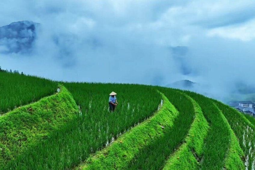 A person walking through terraced rice fields with a mountain in the background. 2