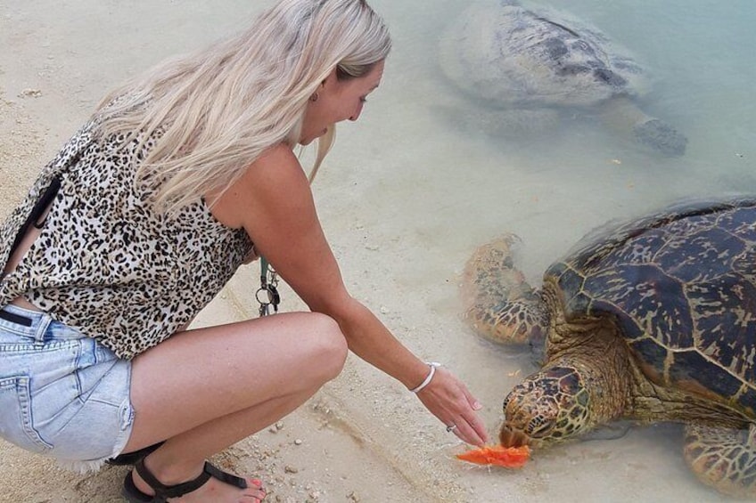 Una persona alimentando una tortuga marina en una playa arenosa. 1