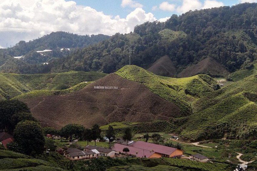 A hilly landscape with tea plantations, a few houses, and a road. 1