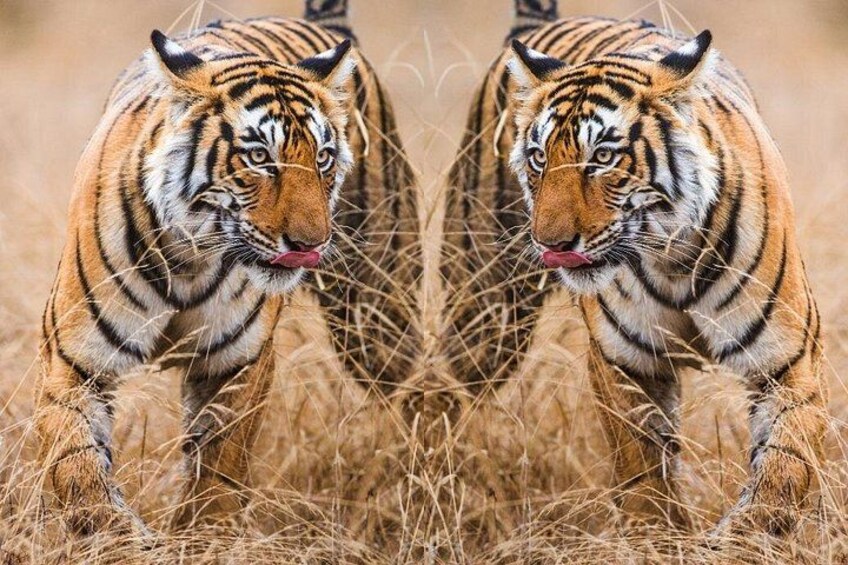 A tiger walking through dry grass. 3