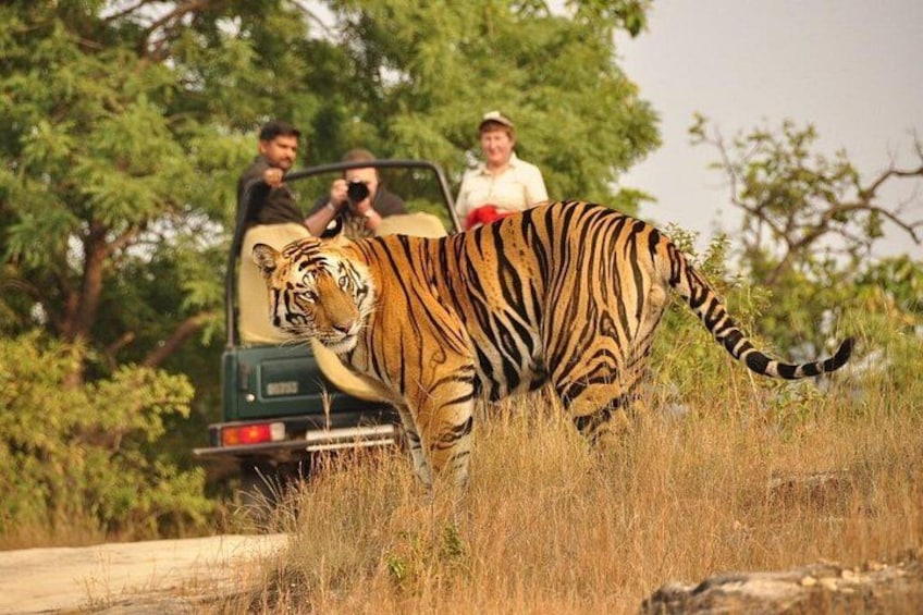A tiger walking on a dirt path with a vehicle and two people in the background. 4