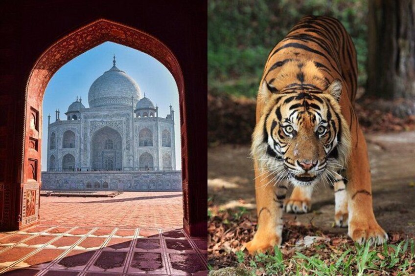 The Taj Mahal with an archway leading to it, and a tiger in the foreground. 1