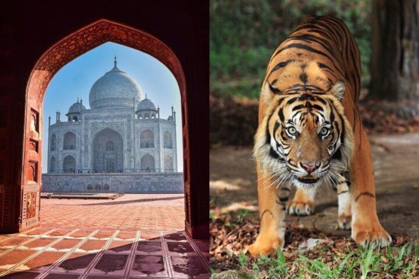 The Taj Mahal with an archway leading to the entrance, and a tiger in the foreground. 1