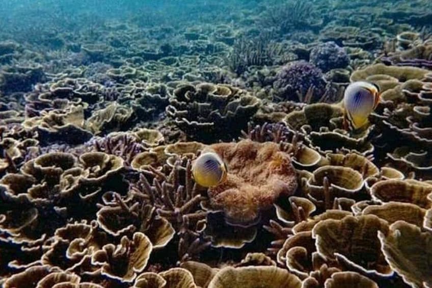 Pigeon Island Snorkeling – Swim with Sharks & Turtles 4