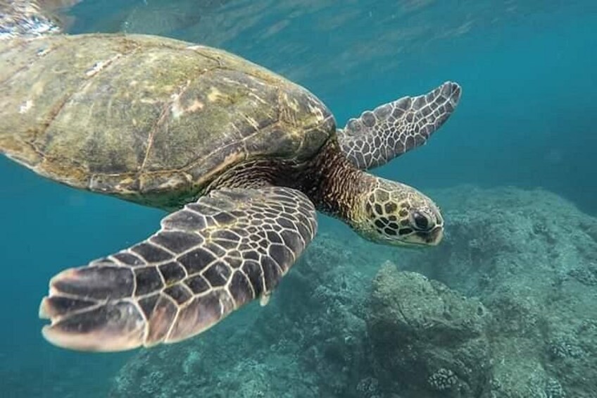 Pigeon Island National Park Snorkelling Tour At Pigeon Island 1