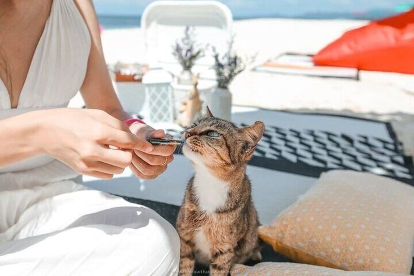 Iemand houdt een smartphone vast in de buurt van een kat die op een ligbed ligt. 5