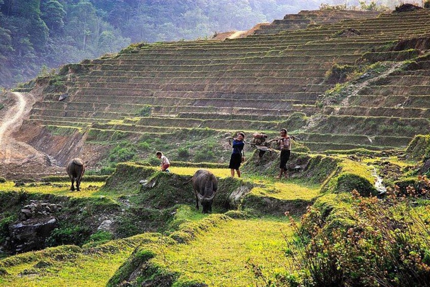 Terraced fields, a person with a basket, and a cow. 4