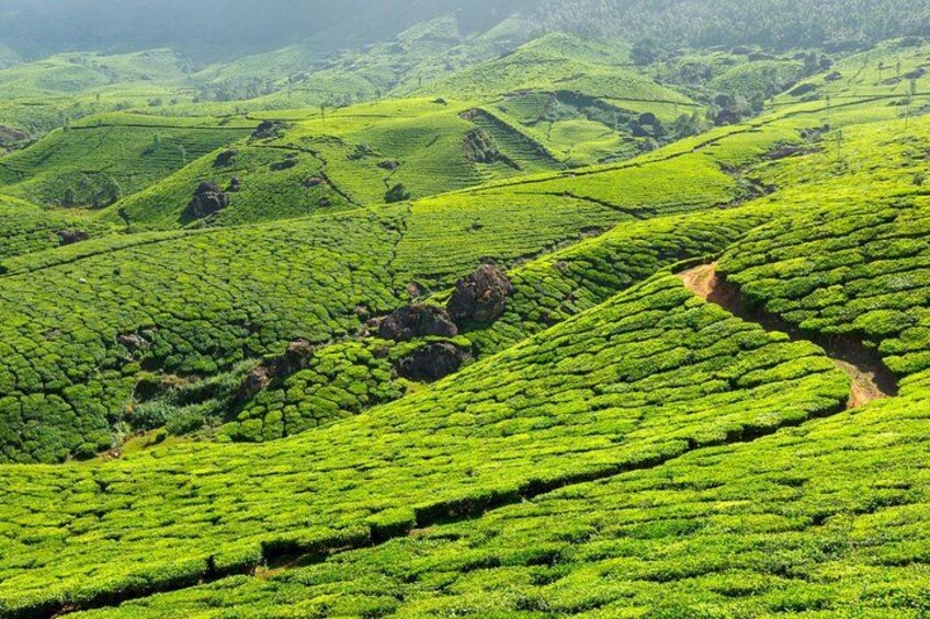 Lush green tea plantations with terraced fields and a winding path. 4