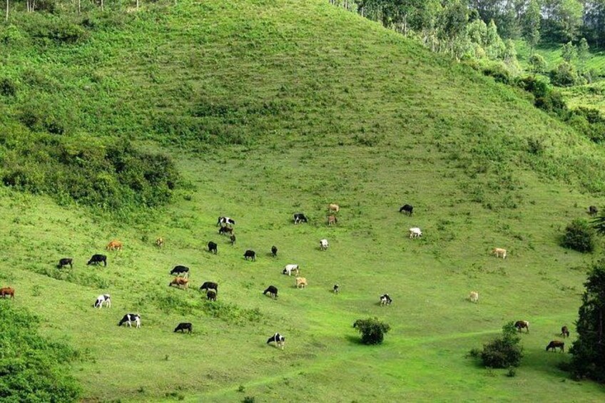 2 Nights Misty Munnar Sightseeing (Private Tour with Car) - Iris Holidays 5