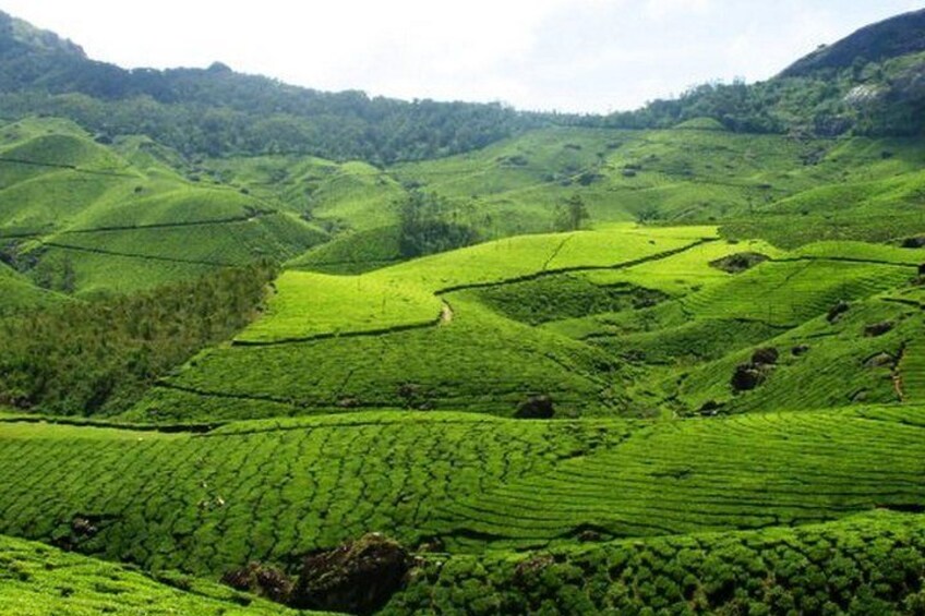 Terraced tea plantations on rolling hills. 3
