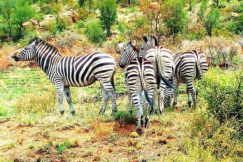 Zebras grazing in a grassy field with sparse vegetation and a few trees in the background. 2