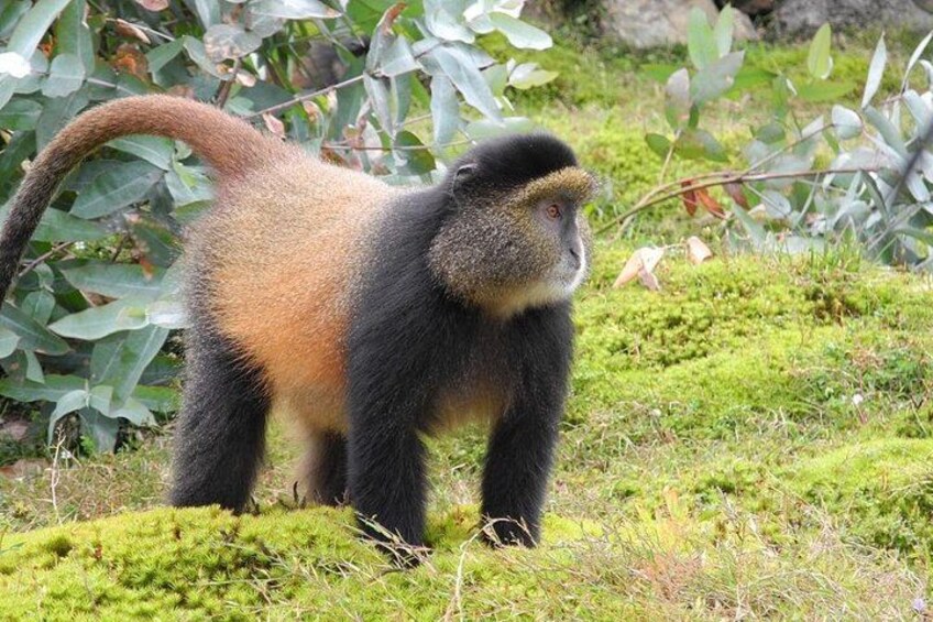 A monkey standing on a grassy area with green foliage in the background. 3