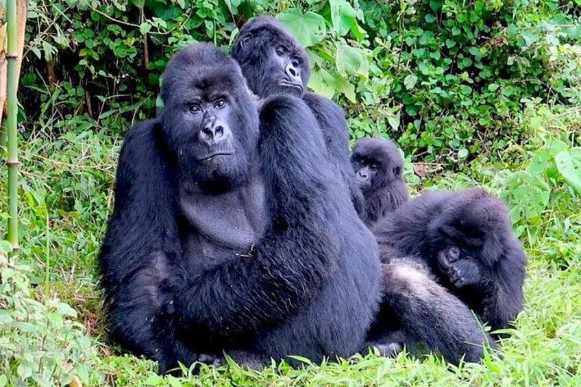 Gorillas sitting on grass surrounded by greenery. 5