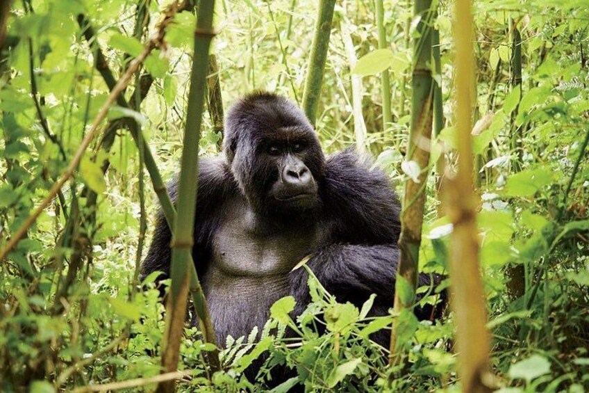 A gorilla in a dense forest with green foliage and trees. 2