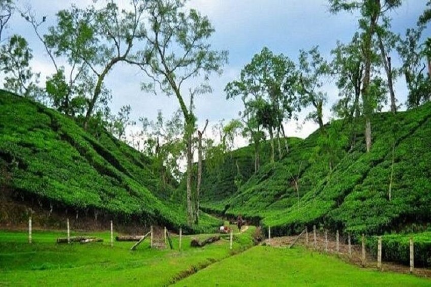 A lush green tea plantation with terraced hills and sparse trees. 1