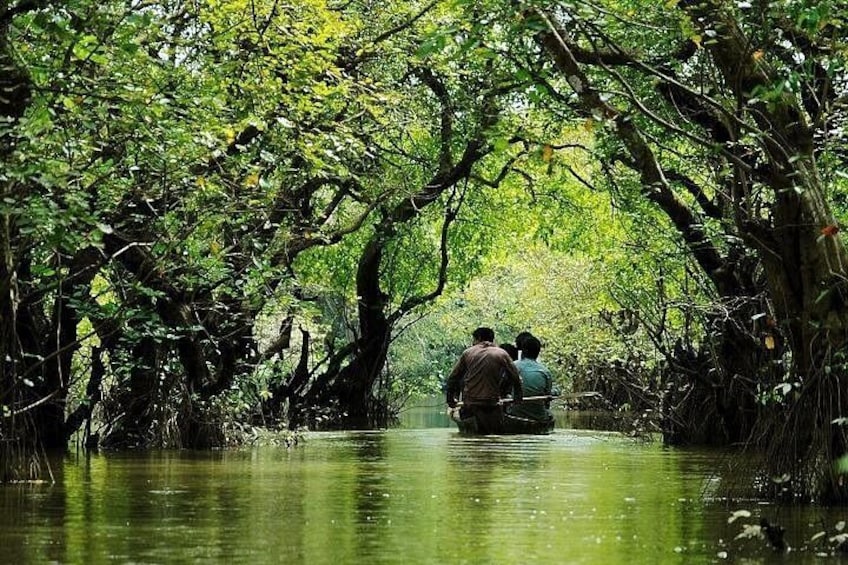 A group of people canoeing through a mangrove forest. 5