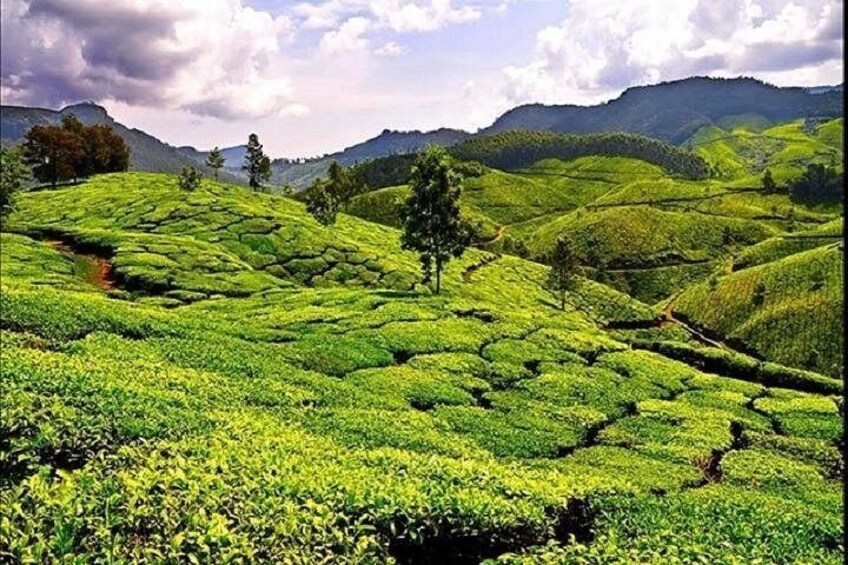 A lush green tea plantation with terraced hills and a clear sky. 2