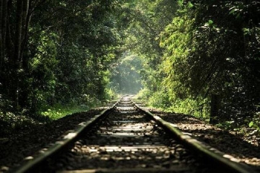 A railway track surrounded by dense green foliage. 3