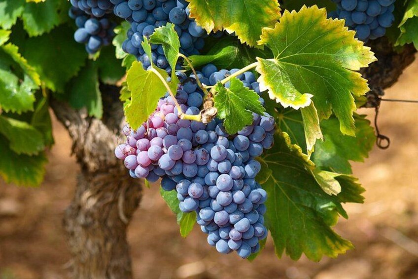 Racimos de uvas en una vid con hojas verdes. 4