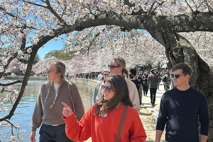 Stop at the Tidal Basin to view the Cherry Blossoms (when in bloom) 2