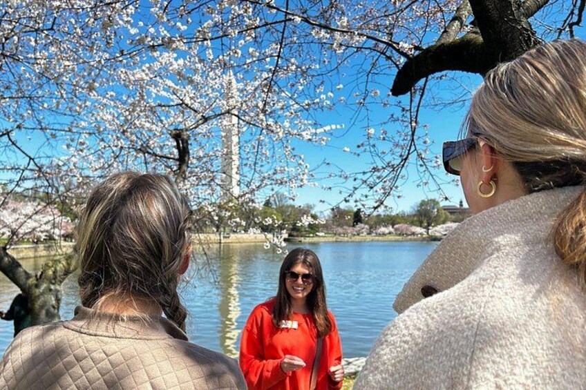 See the Cherry Blossoms around the Washington Monument. 5