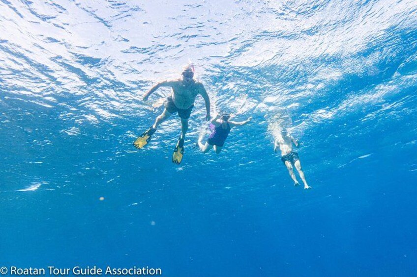 Boat and Snorkeling in West End (Blue Channel, The Aquarium, Turtle Crossing) 2