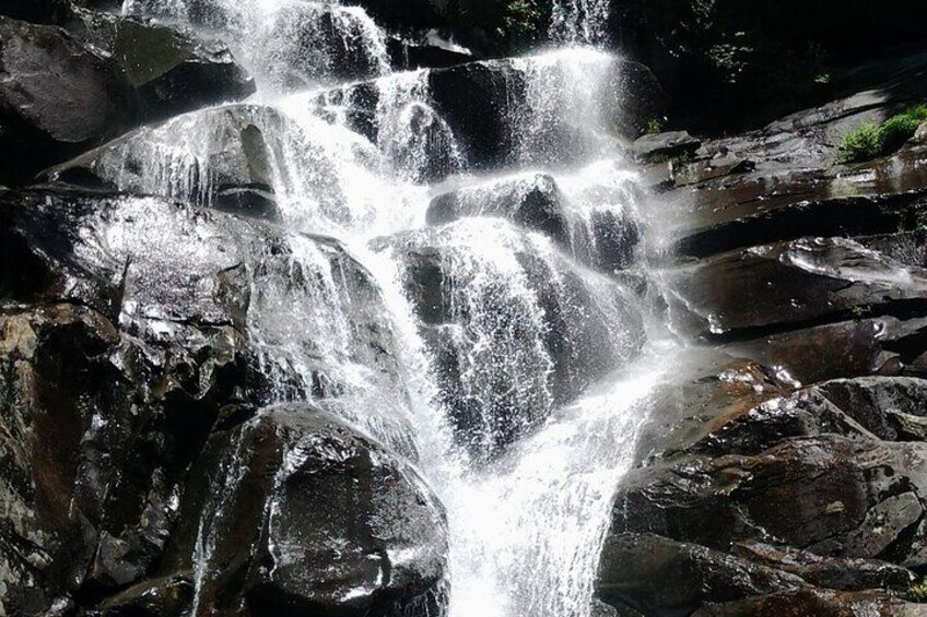 Old Growth Forest Cascade