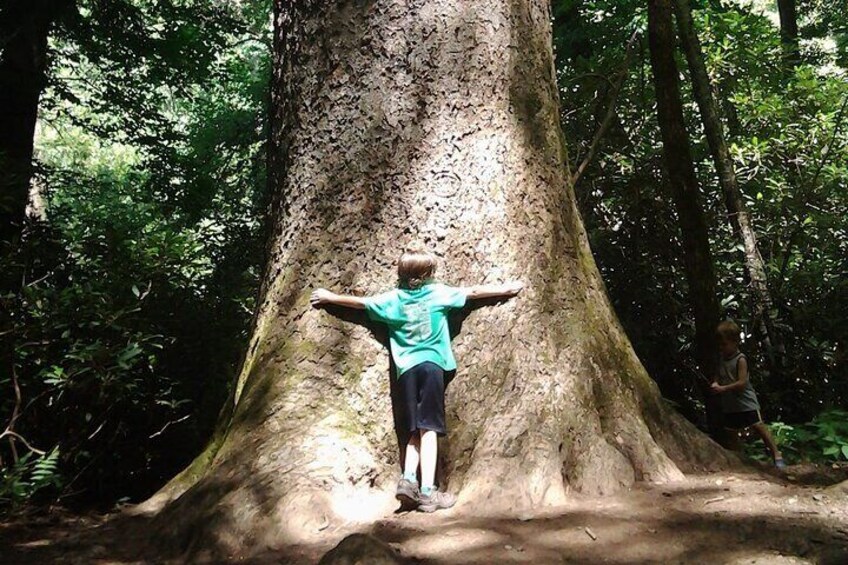 Old Growth Forest Cascade