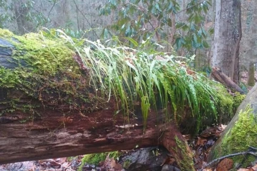 A fallen log with moss and green plants growing on it, surrounded by forest. 2