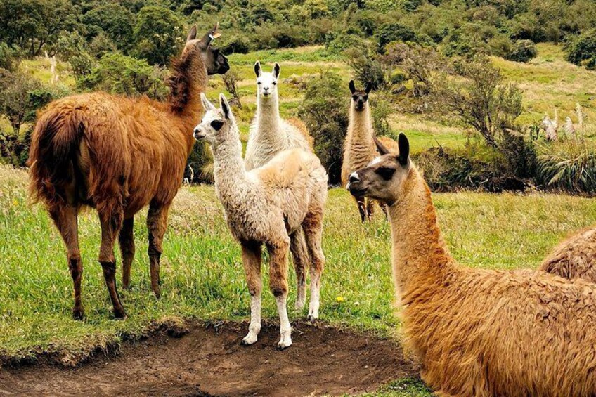 Llamas 5