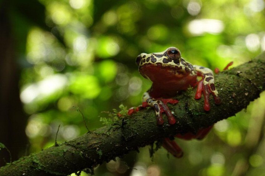 DAY 4: AMAZON WILDLIFE 3