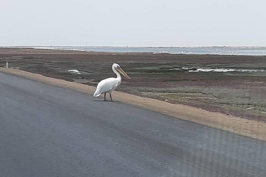 A pelican walking on a road near the ocean. 2