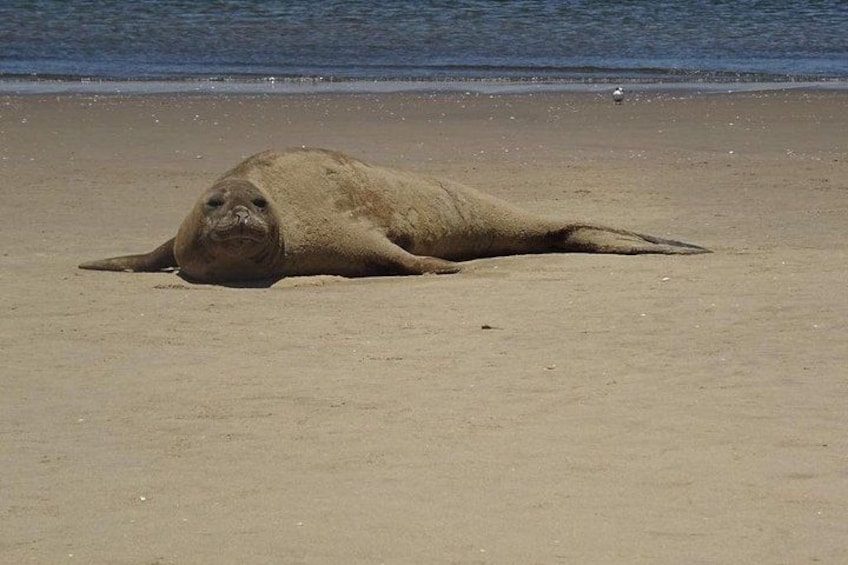 A seal lying on a sandy beach near the water. 4