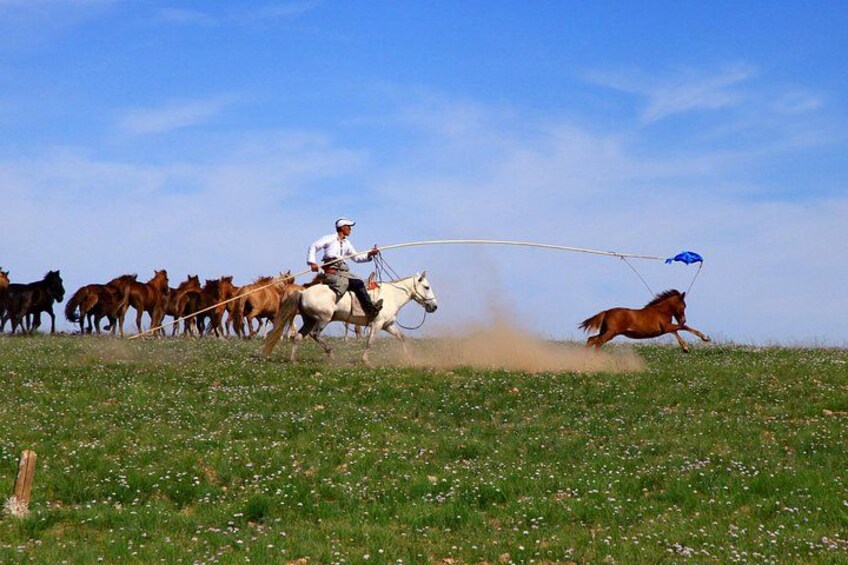 A person on horseback leading a group of horses. 3