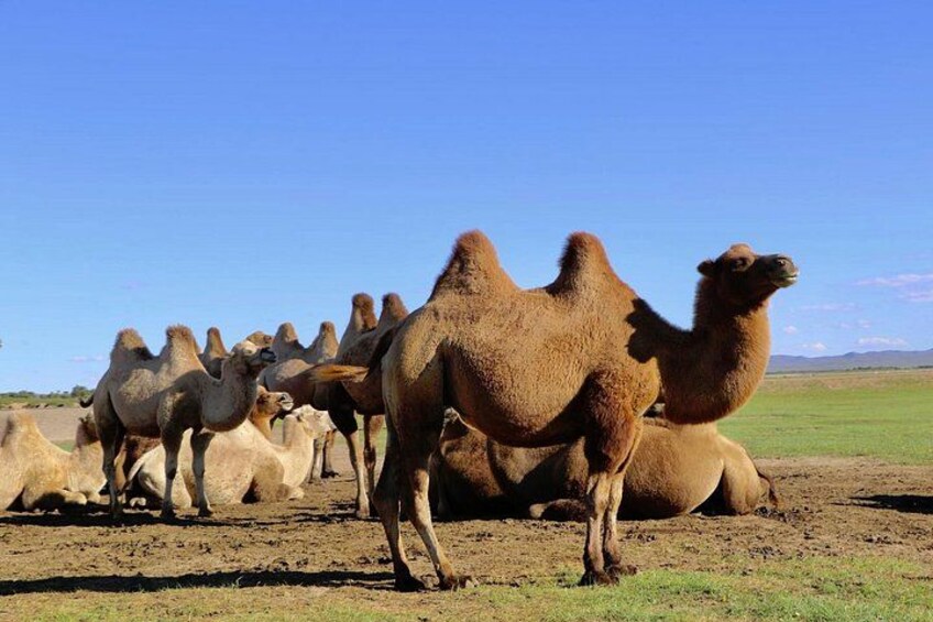 A group of camels in a desert landscape. 2