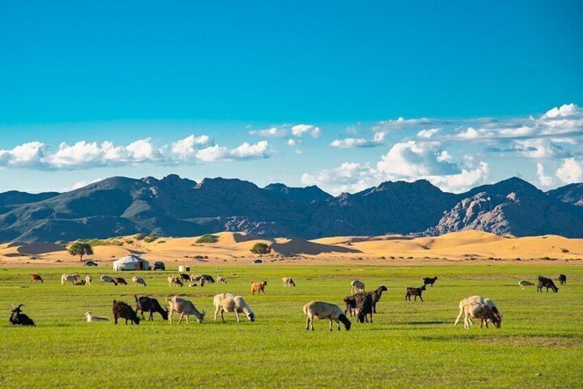A herd of cattle grazing in a field with mountains in the background. 1