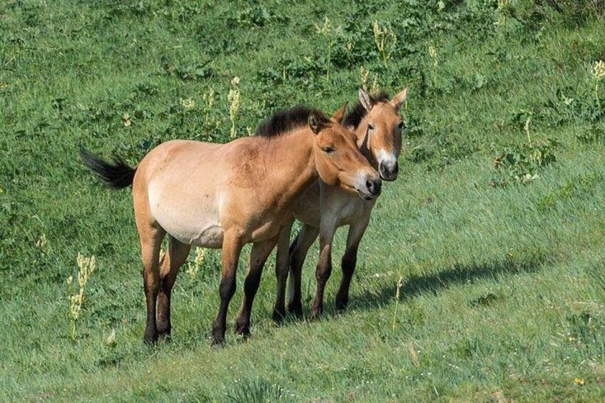 Two horses standing in a grassy field. 3