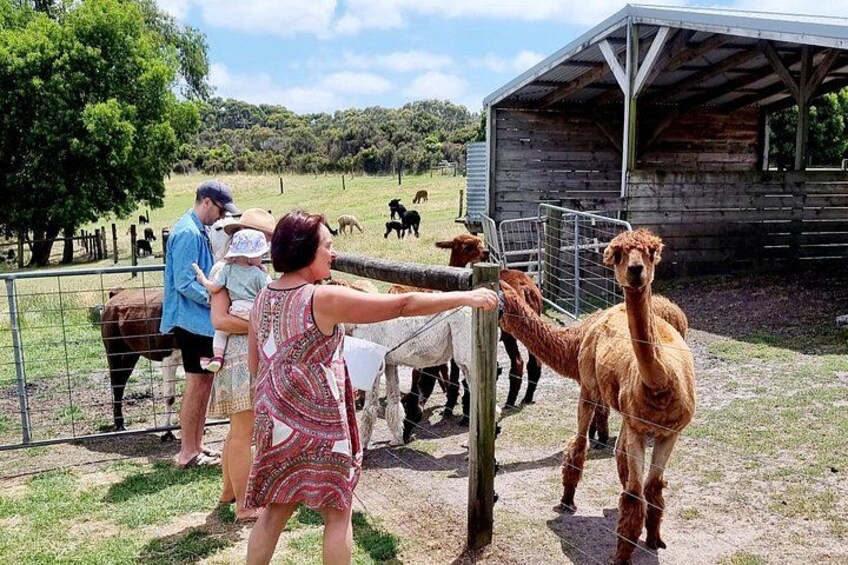 Luxury Private & Customised Great Ocean Road Tour from Melbourne 3