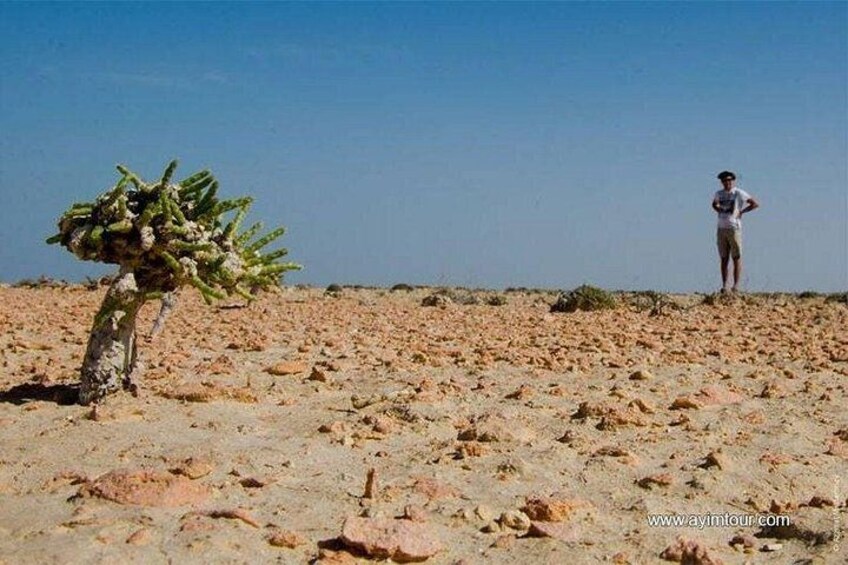 A desert landscape with a cactus and a person standing in the distance. 2
