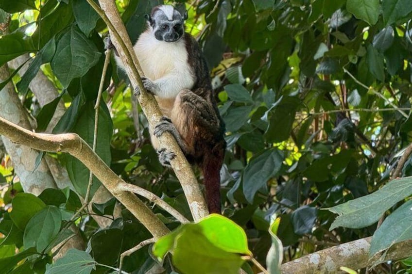 Un singe perché sur une branche d’arbre, entouré d’un feuillage verdoyant. 2