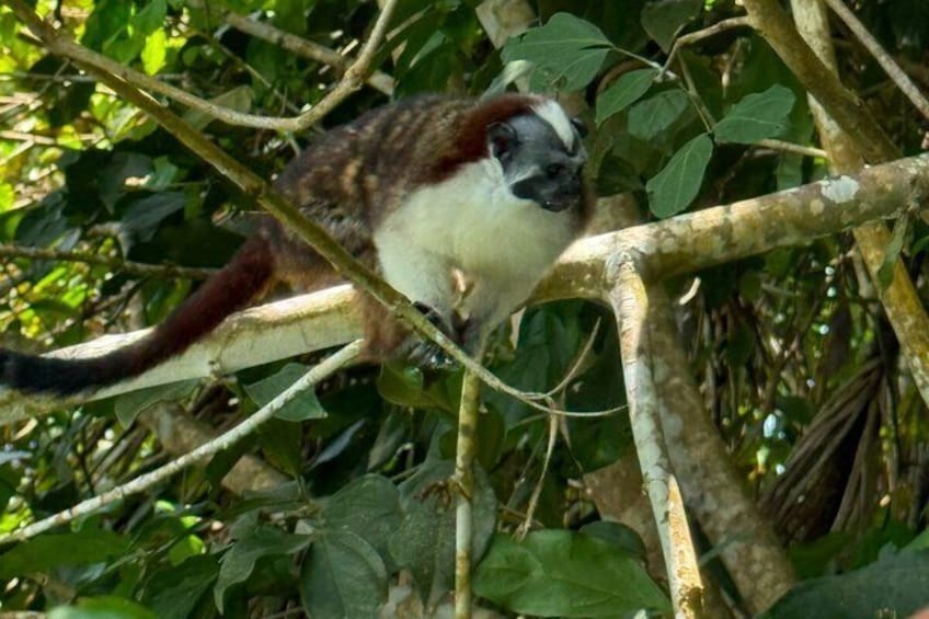 Un singe au visage blanc et au pelage brun, assis sur une branche d’arbre, entouré de feuilles vertes. 3